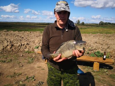 Mirror carp, 2.4 kg