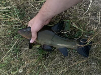 Tench, 0.4 kg — Leliūnų