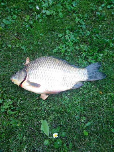 Crucian carp, 1.1 kg — Druskonis