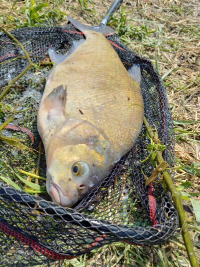 Carp bream, 3.2 kg — Neman River
