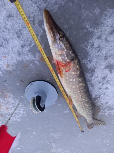 Northern Pike