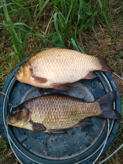 Prussian carp ×2 — Apaščia
