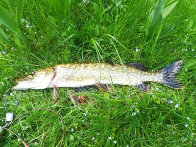 Northern Pike — Sartai