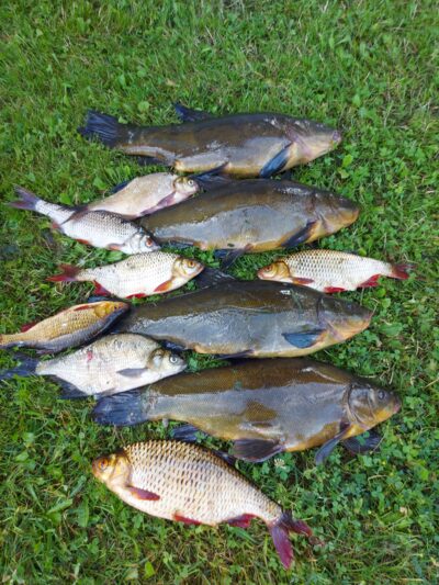 Tench
