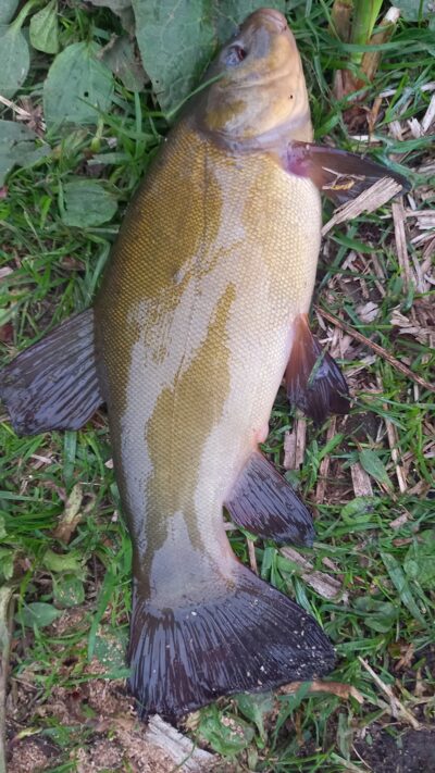 Tench