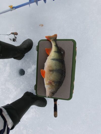 Eurasian perch, 1.1 kg