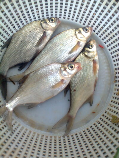 Silver Bream ×4 — Pakumulšių II-asis