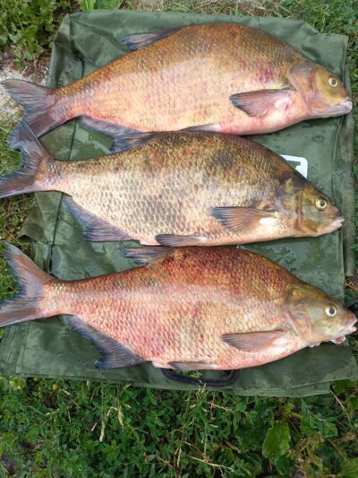 Carp bream ×3 — Karklėnų