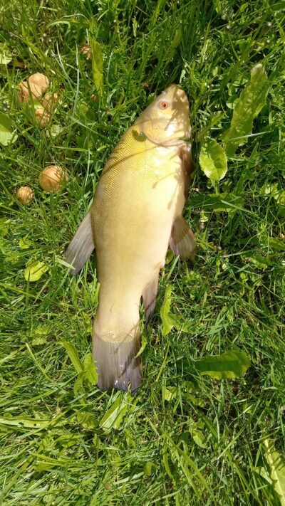 Tench, 0.6 kg — Užvenčio