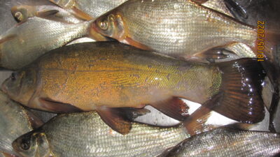 Tench, 0.4 kg
