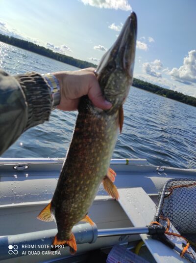 Northern Pike, 2.0 kg