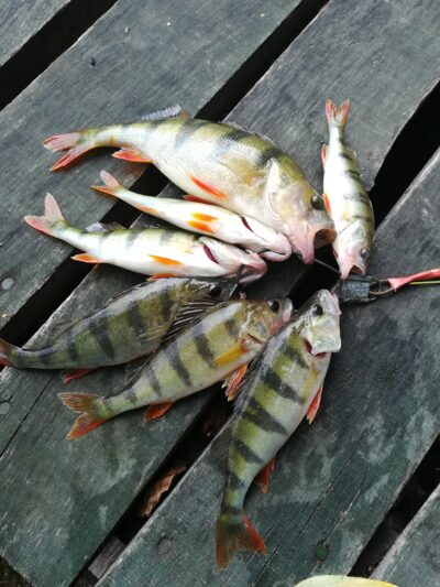 Eurasian perch ×7 — Sartai