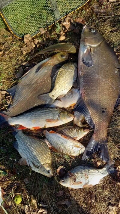Carp bream ×2