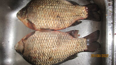 Prussian carp ×2