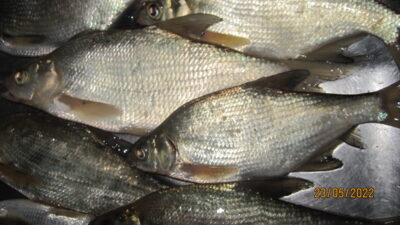 Carp bream ×8