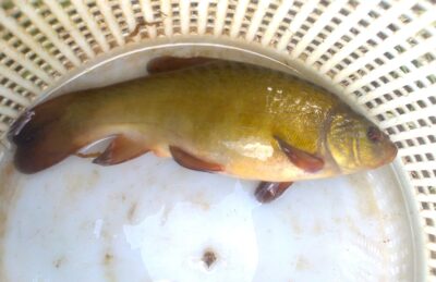 Tench