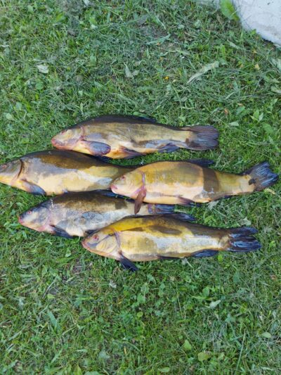Tench