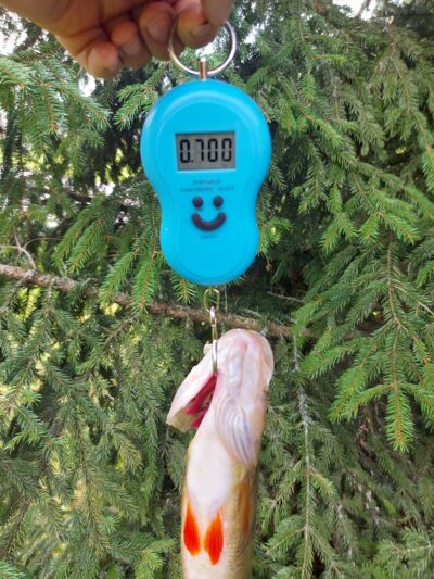 Eurasian perch, 0.7 kg