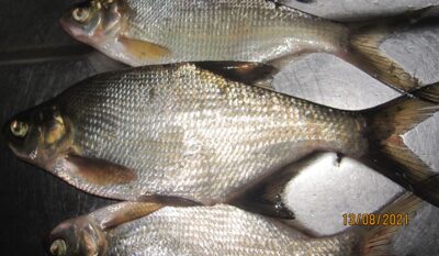 Carp bream ×5 — Pakumulšių II-asis
