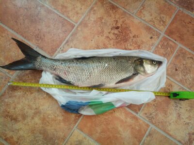 Asp, 1.5 kg — Mūnas