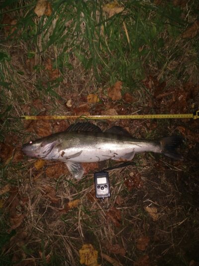 Pike perch, 1.8 kg — Kupiškio