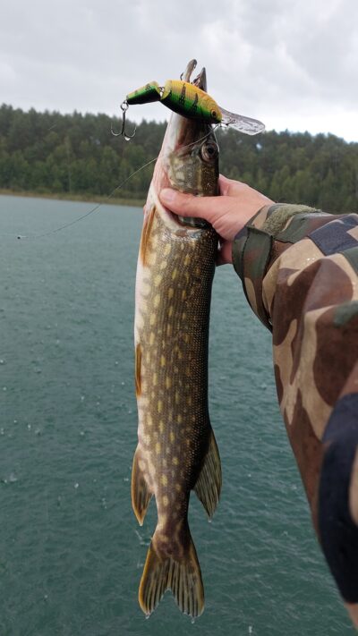 Northern Pike