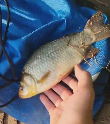 Crucian carp, 0.3 kg — Jiesia
