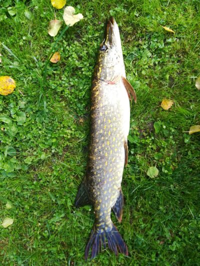 Northern Pike, 1.3 kg — Sartai