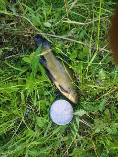 Tench, 0.4 kg