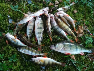 Eurasian perch ×21 — Sartai