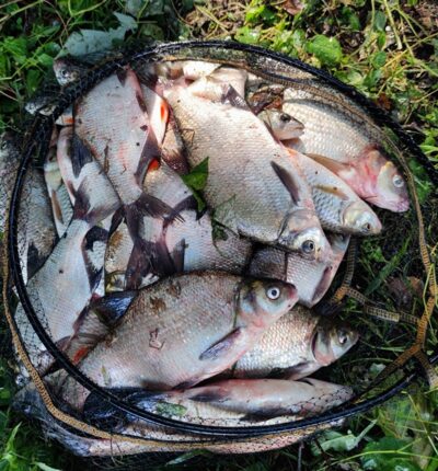 Carp bream — Neman River