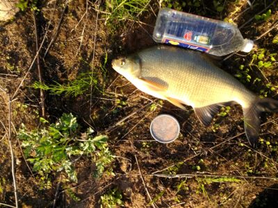 Carp bream, 1.3 kg