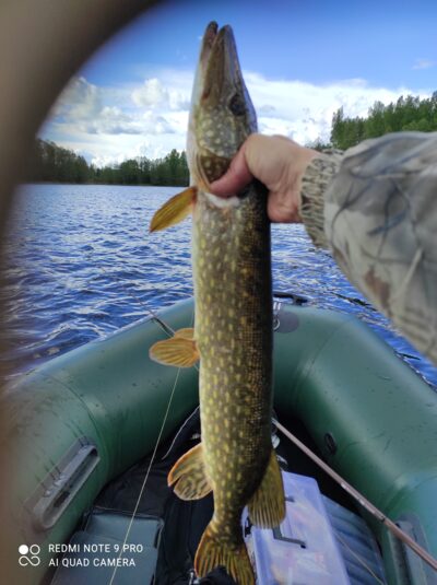 Northern Pike, 1.9 kg — Luodis