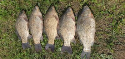 Prussian carp ×5