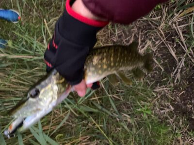 Northern Pike