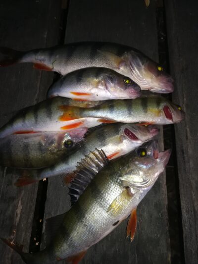 Eurasian perch ×7 — Sartai