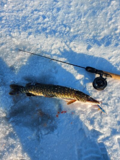 Northern Pike
