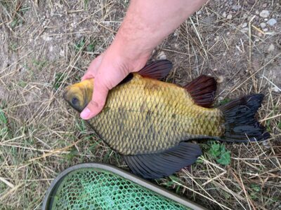Crucian carp, 0.6 kg — Leliūnų