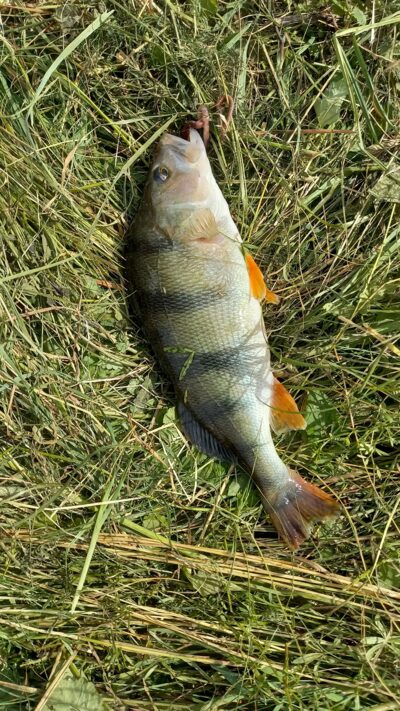 Eurasian perch, 0.6 kg — Užvenčio