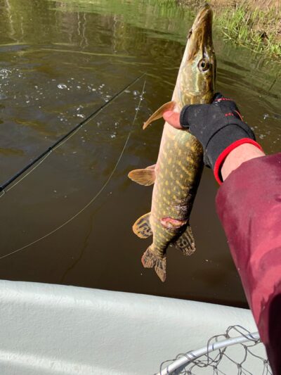 Northern Pike — Šventoji