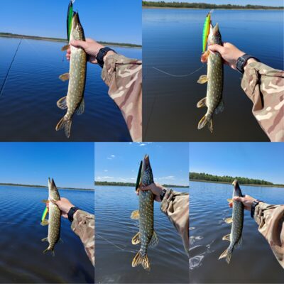Northern Pike ×5