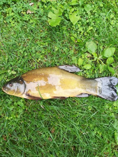 Tench — Sartai