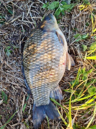 Prussian carp
