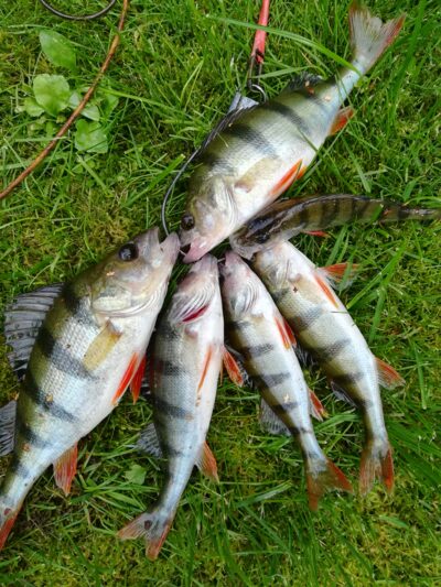 Eurasian perch — Sartai