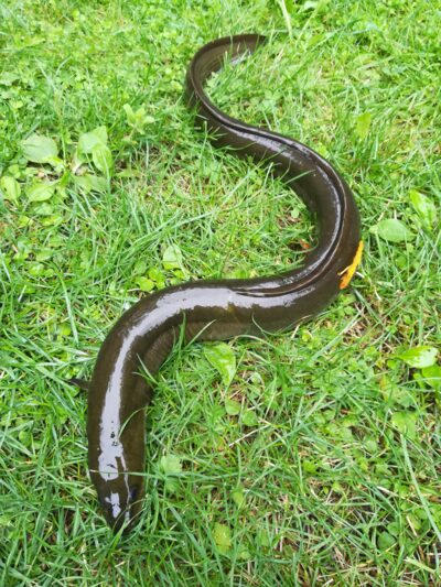 European eel, 0.7 kg — Sartai