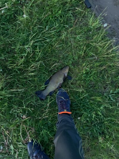 Tench, 0.8 kg — Leliūnų