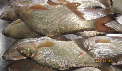 Carp bream ×17 — Pakumulšių II-asis