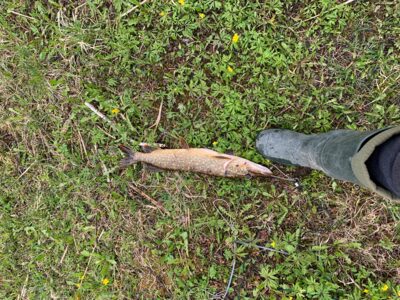 Northern Pike, 1.3 kg — Mūšėjus