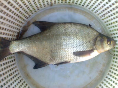 Carp bream, 0.4 kg — Pakumulšių II-asis