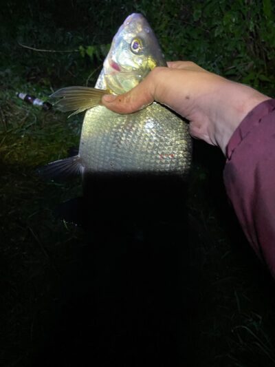 Carp bream, 0.9 kg — Šventoji